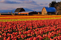 Commercial Tulip Field in the Skagit Valley of Washington von Danita Delimont