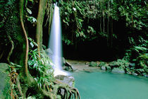 Caribbean, Island of Dominica (aka Nature Island), Trois Piton National Park von Danita Delimont