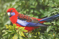 Crimson Rosella, O'Reilly's Rainforest, Lamington National Park von Danita Delimont