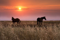 Evening sunset, Montana by Danita Delimont