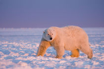 polar bear, Ursus maritimus, on ice and snow by Danita Delimont