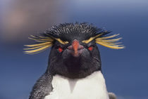 Rockhopper penguin, Eudyptes chrysocome, Falkland Islands by Danita Delimont