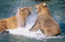 Two male Alaskan Brown Bears (Ursus arctos) battling in the water.  Brooks River von Danita Delimont