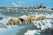 Polar Bears (Ursus maritimus) ,surrounded by Glaucous Gulls, North Slope von Danita Delimont