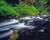 Sol duc Creek flows through Olympic National Park in Washington von Danita Delimont