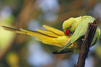 Roseringed Parakeet preening, Keoladeo National Park, India. von Danita Delimont