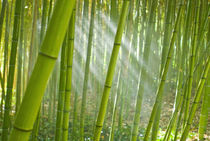Morning sunlight filtering through bamboo grove in a botanical garden, Italy von Danita Delimont