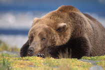brown bear, Ursus arctos, grizzly bear by Danita Delimont