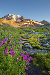 USA, Mt. Rainier National Park by Danita Delimont