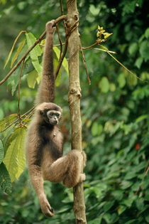 Bornean gibbon hanging from tree branch, Hylobates muelleri, Sepilok Reserve by Danita Delimont