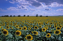 NA, USA, Kansas Sunflower crop by Danita Delimont