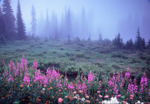 NA, USA, Washington, Foggy Alpine Meadow, Mt. Rainier National Park by Danita Delimont