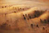 USA, Minnesota. Pine forest in morning fog. Credit as von Danita Delimont