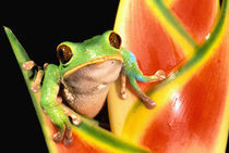 South America, Ecuador, Amazon. Tree frog (Phyllomedusa tarsius) von Danita Delimont