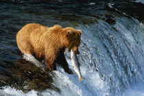 Alaskan Brown Bear Catching Salmon at Brooks Falls by Danita Delimont