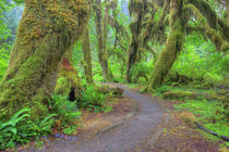 WA, Olympic National Park, Hoh Rain Forest von Danita Delimont