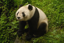 Giant panda (Ailuropoda melanoleuca) Family by Danita Delimont