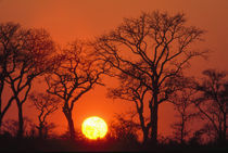 South Africa. Kruger National Park. Silhouette of trees as the sun sets von Danita Delimont