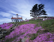 Crescent City, Battery Point lighthouse with ice plant in bloom von Danita Delimont