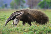 Giant anteater searching for termites, Myrmecophaga tridactyla, Pantanal, Brazil by Danita Delimont