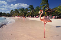 Caribbean, Aruba, Sonesta Island. by Danita Delimont