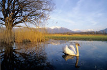 Mute Swan, Cygnus olor,adult with Alps in background by Danita Delimont