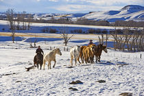 Cowboys with horses on the range on The Hideout Ranch in Shell Wyoming by Danita Delimont