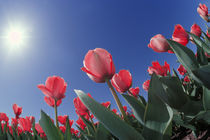 Red tulips from very low angle, Cincinnati, Ohio von Danita Delimont