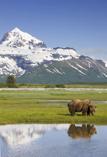 Grizzly Bear, Hallo Bay, Katmai National Park, Alaska by Danita Delimont