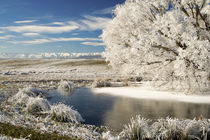 Frozen Pond and Hoar Frost on Willow Tree, near Omakau, and Hawkdun Ranges von Danita Delimont