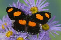 Sammamish Washington Photograph of Butterfly on Flowers, von Danita Delimont