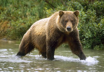 USA, Alaska, McNeil River Sanctuary, Grizzly bear (Ursus arctos) von Danita Delimont