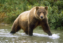 USA, Alaska, McNeil River Sanctuary, Grizzly bear (Ursus arctos) by Danita Delimont