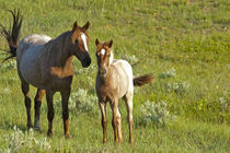 Wild Horses at Theodore Roosevelt National Park in North Dakota by Danita Delimont