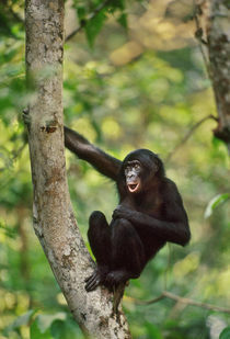 Bonobo calling, Pan paniscus, D.R. Congo von Danita Delimont