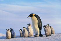 Emperor penguin adult walking with chicks, Aptenodytes forsteri, Antarctica by Danita Delimont