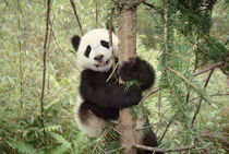 Panda cub playing on tree, Wolong, Sichuan, China von Danita Delimont