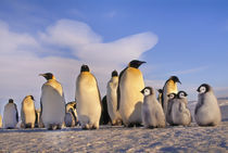 Emperor penguin adults and chicks, Aptenodytes forsteri, Antarctica by Danita Delimont