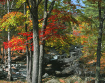 USA, Maine, Coos Canyon. Fall-colored trees line Swift River. Credit as by Danita Delimont