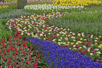 Garden design of Grape Hyacinth, and tulips, Keukenhof Gardens von Danita Delimont