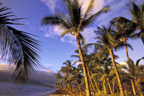 USA, Hawaii, Maui, Kihei Beach Evening light on beach and palms von Danita Delimont