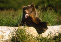 USA, Alaska, McNeil River Sanctuary, Grizzly bear (Ursus arctos) von Danita Delimont