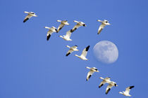 Snow geese take flight at Freezeout Lake NWR,, von Danita Delimont