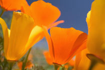 NA,USA,CA,Lancaster,CA Poppies spring bloom by Danita Delimont