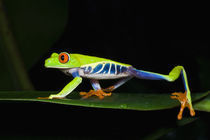 Costa Rica, Red-eyed Tree Frog (Agalychnis callidryas)   by Danita Delimont