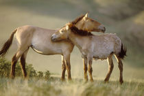 Takhi mare and foal, Hustain Nuruu National Park von Danita Delimont