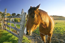 Haast, New Zealand. A horse ranch in New Zealands south Island. von Danita Delimont