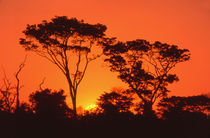 South Africa.  African sunset. von Danita Delimont