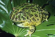 Ornate Horned Frog, (Ceratophrys ornata), Brazil by Danita Delimont