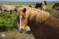 Icelandic Horses in northeastern Iceland. von Danita Delimont